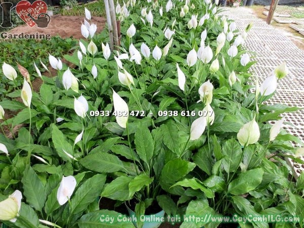 Cây Bạch Hạc Lớn (Cao 40cm – Ms: 16789 )