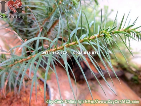 Cây Sa Mộc Giống (Cao 40cm – Ms: 16790 )