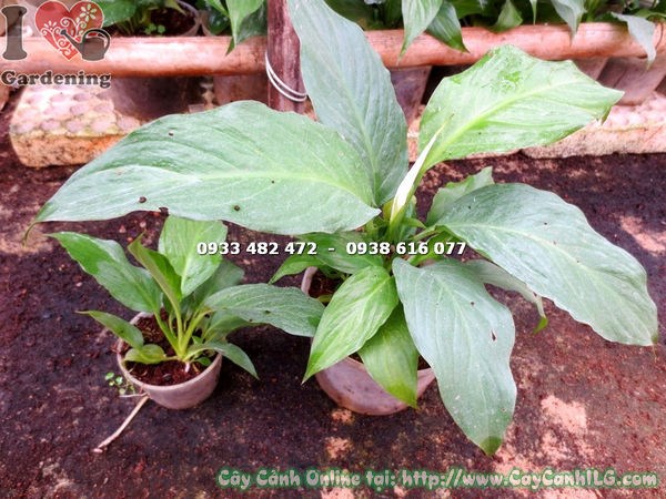 Cây Bạch Hạc Còn Nhỏ (Ms: 16800)