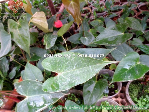 Cây Huyết Môn Giống (Ms: 16798)