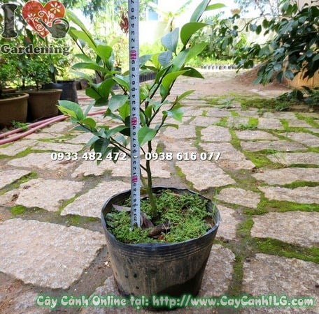 Cây Dạ Hợp Hương Giống (Cao 30cm – Ms:16820 )