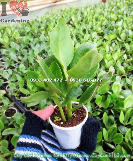 Cây Thuốc Bỏng Giống (Ms: 16795)