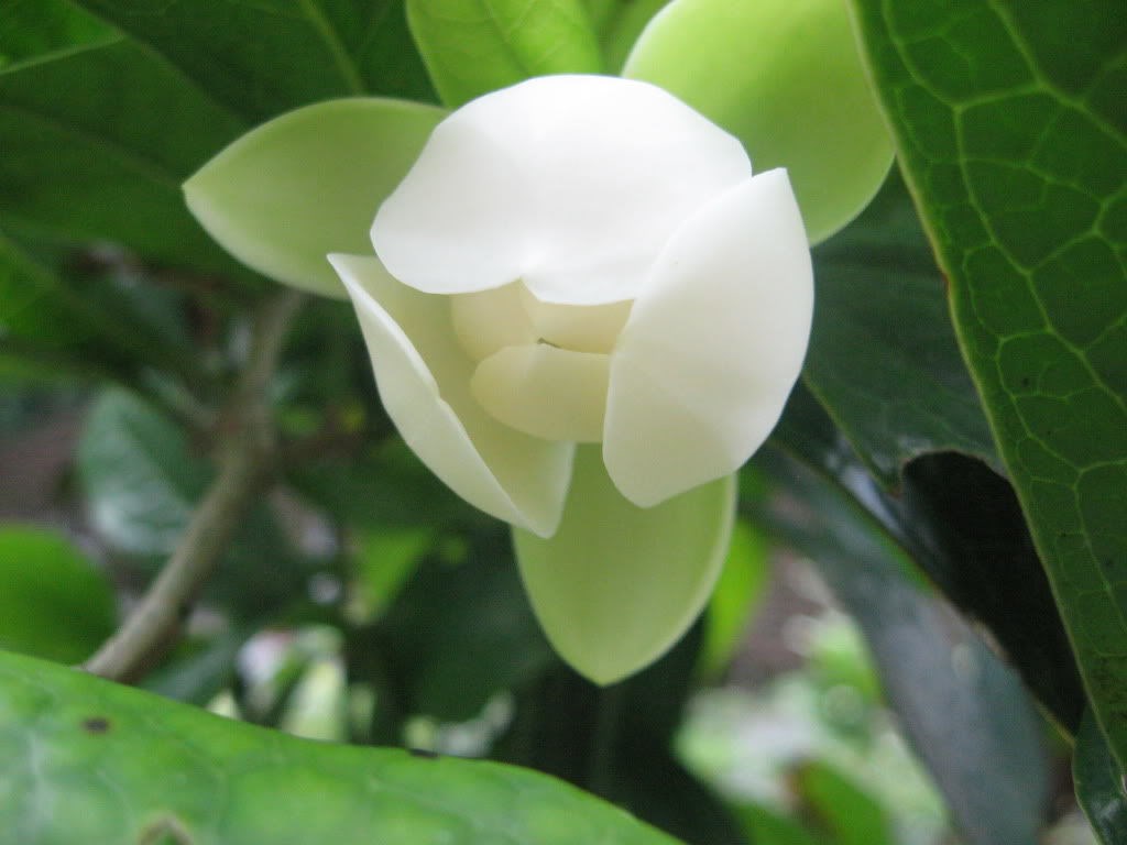 Cây Dạ Hợp Hương Giống (Cao 20cm – Ms: 16833)