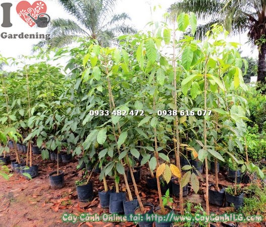 Cây Mủ Trôm (Cao 1m7 – Ms: 17700)