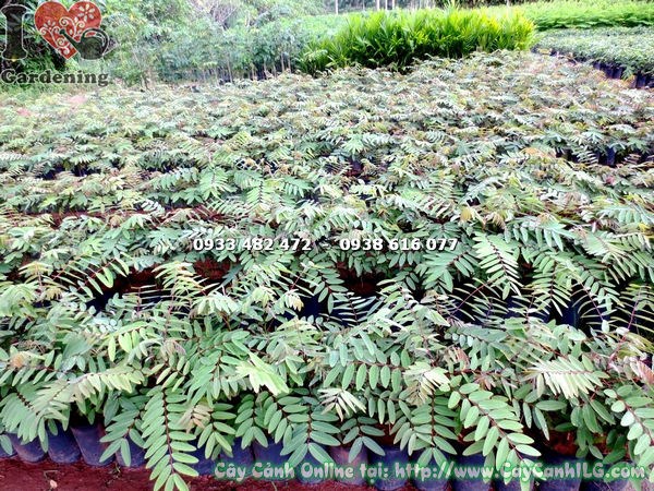Cây Muồng Đen Giống (Cao 50cm – Ms: 17701)
