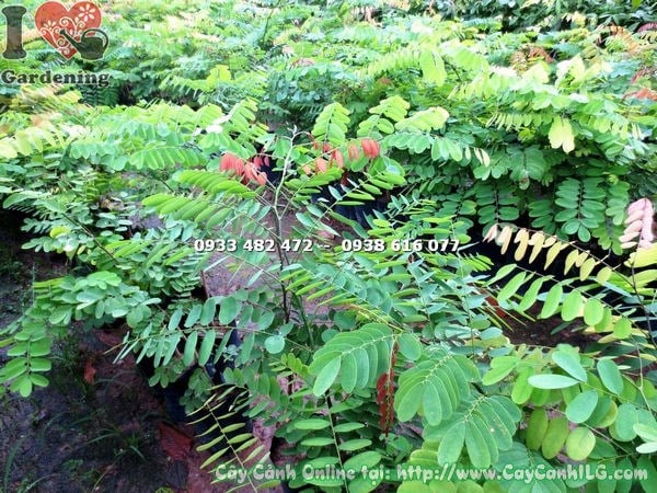 Cây Muồng Giống (Cao 80cm – Ms: 17734)