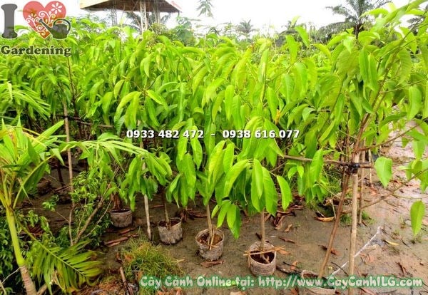 Cây Ngọc Lan (Cao 1m8 – Ms: 17736 )