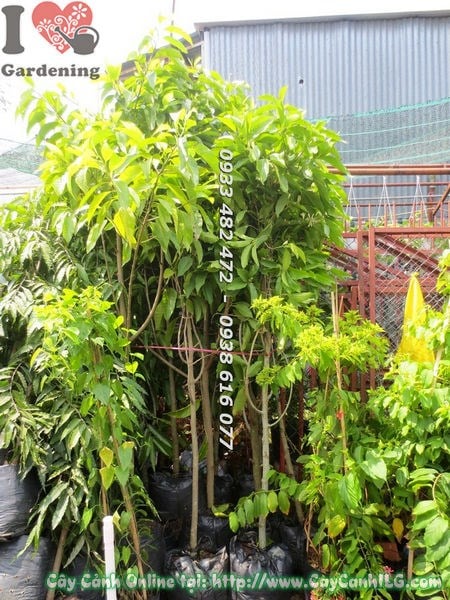 Cây Ngọc Lan (Cao 3m – Ms: 17737 )