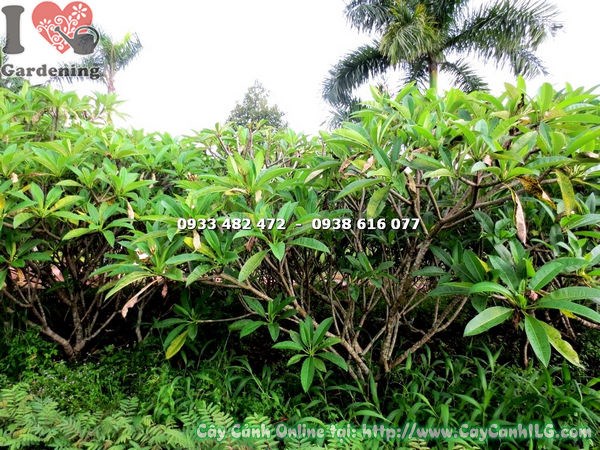 Cây Sứ Đại Tán Đẹp (Cao 2m – Ms: 17808)