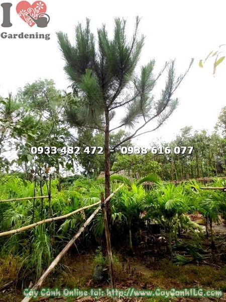 Cây Thông Nhiệt Đới (Cao 3m – Ms: 17809)