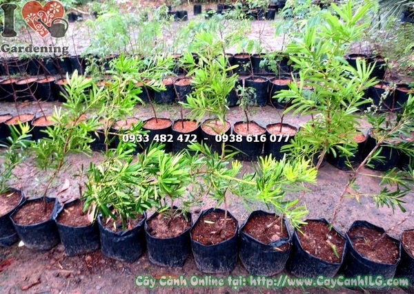 Cây Vạn Niên Tùng Đài Loan (Cao 60cm – Ms: 17838 )