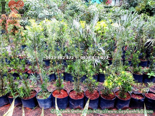 Cây Vạn Niên Tùng Giống (Cao 1m – Ms: 17839 )