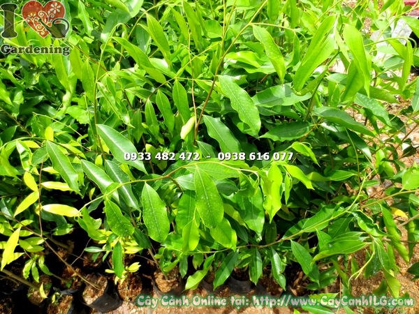 Cây Viết (Cao 1m – Ms: 17866 )