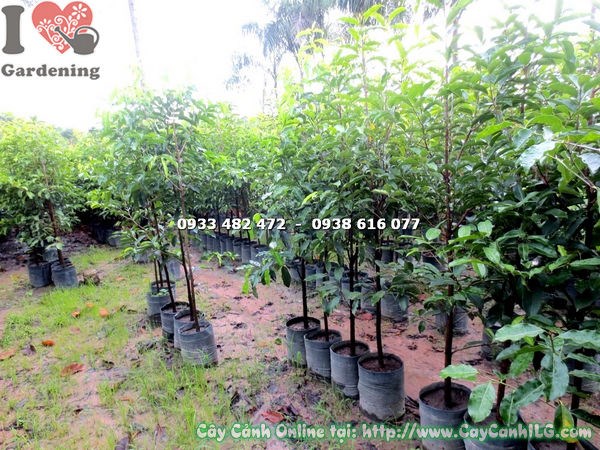Cây Viết (Cao 1m4 – Ms: 17867)
