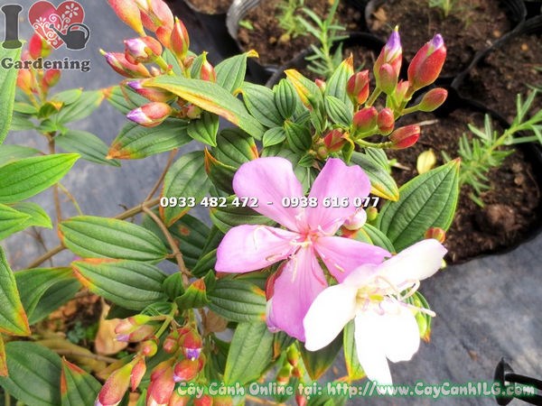 Cây Sim Thái Giống Mới Hoa Hồng (Cao 35cm – Ms: 13409)
