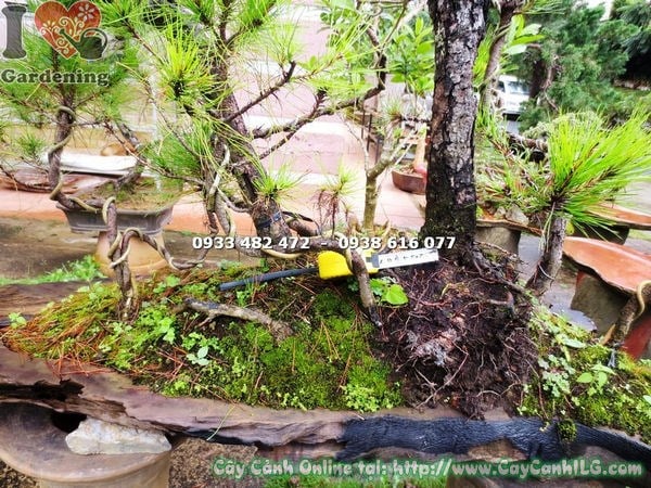 Cây Thông Bonsai (Cao 90m – Ms: 13485 )