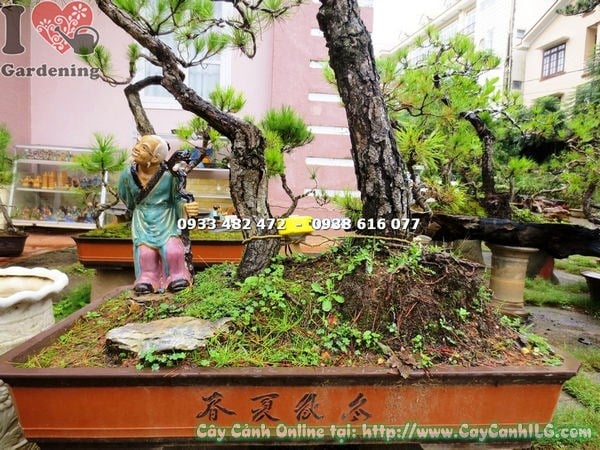 Cây Thông Bonsai (Cao 1m2 – Ms: 13493)