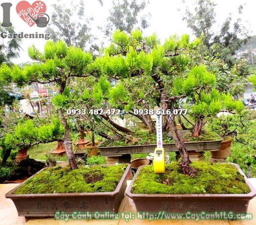 Cây Trắc Bách Diệp Bonsai (Cao 40cm – Ms:13500 )