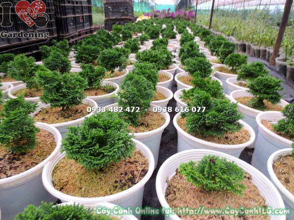 Cây Trắc Xoắn (Cao 15cm – Ms: 13510 )
