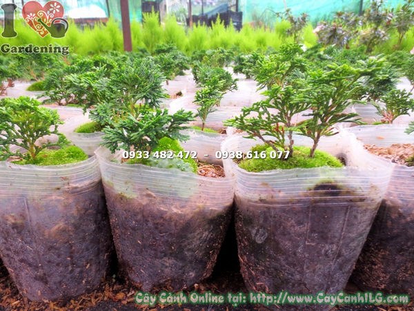 Cây Trắc Xoắn Giống (Ms:13522 )