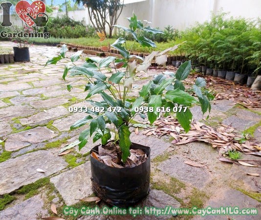 Cây Mật Gấu Giống (Cao 40cm – Ms: 14803 )