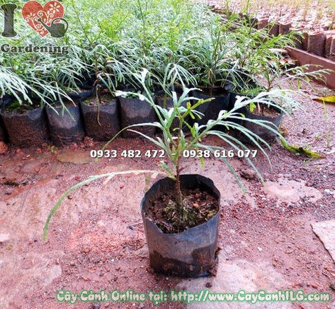 Cây Bách Xanh Giống (Cao 20cm – Ms:14805 )