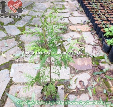 Cây Hoàng Đàn Giống (Cao 60cm – Ms: 14826)