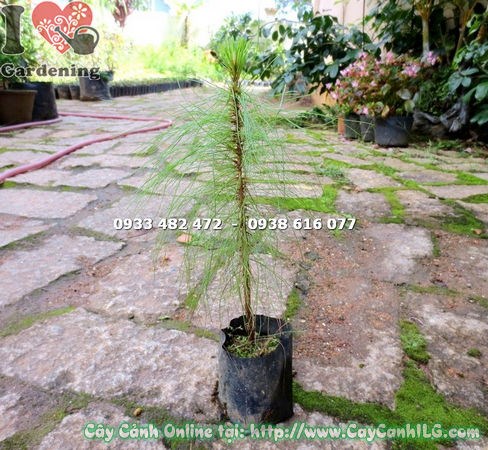 Cây Thông Ba Lá (Cao 30cm – Ms: 14837)