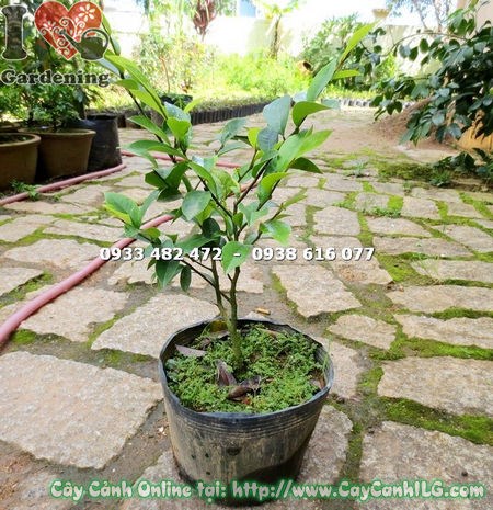 Cây Hàm Tiếu Giống (Cao 30cm – Ms:14836 )
