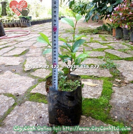 Cây Hàm Tiếu Giống (Cao 20cm – Ms:14838 )