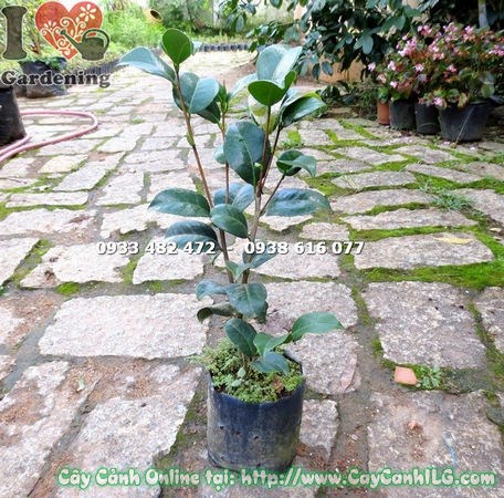 Cây Trà Mi Giống (Cao 40cm – Ms:14859 )