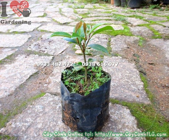 Cây Hàm Tiếu Giống Nhỏ (Cao 12cm – Ms:14873 )
