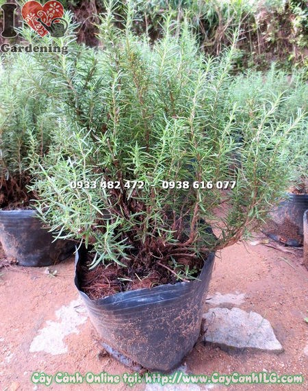 Cây Hương Thảo Bụi Lớn (Cao 40cm – Ms: 14874)