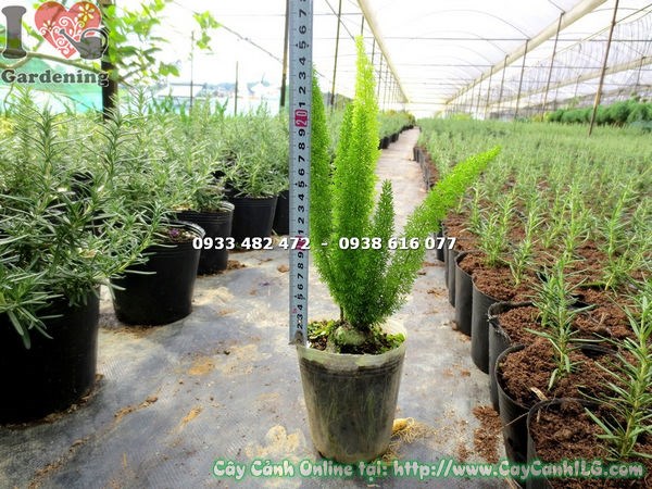 Cây Trúc Đuôi Chồn (Cao 20cm – Ms: 13554)