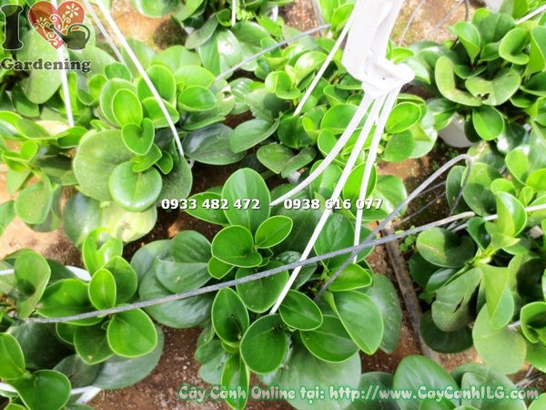 Cây Trường Sinh Chậu Treo (Cao 25cm – Ms: 13567)