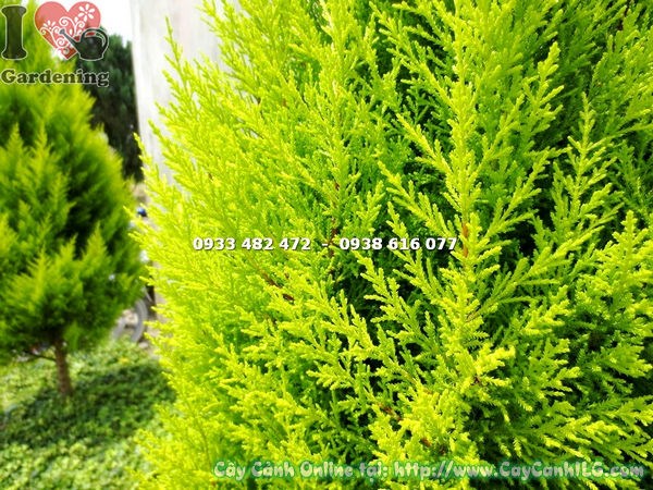 Cây Tùng Thơm Gốc Lớn (Cao 1m2 – Ms: 13587)