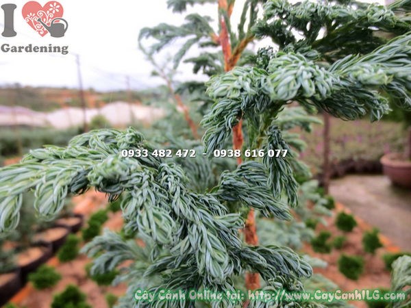 Cây Tuyết Tùng (Cao 1m – Ms: 13645 )