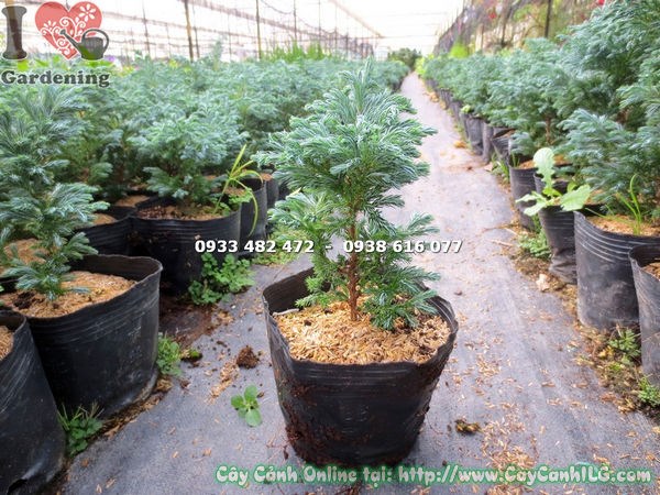 Cây Tuyết Tùng (Cao 20cm – Ms:13654 )