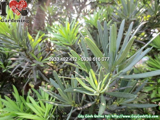 Cây La Hán Tùng Tháp (Cao 3,5m – Ms: 12571)