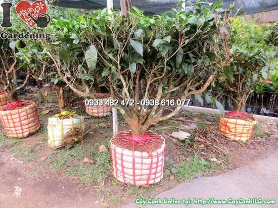 Cây Chè Gốc (Cao 0,7m – Ms:12607)