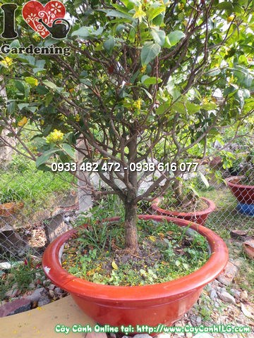 Cây Mai Đỏ (Cao 1,8m – Ms:12623)