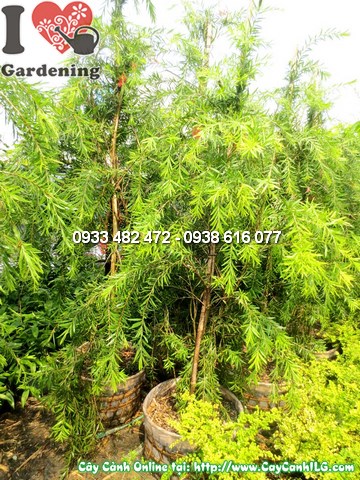 Cây Tràm Liễu (Cao 1,8m – Ms:12640)