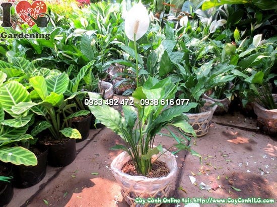 Cây Bạch Môn (Cao 35cm – Ms:12655)