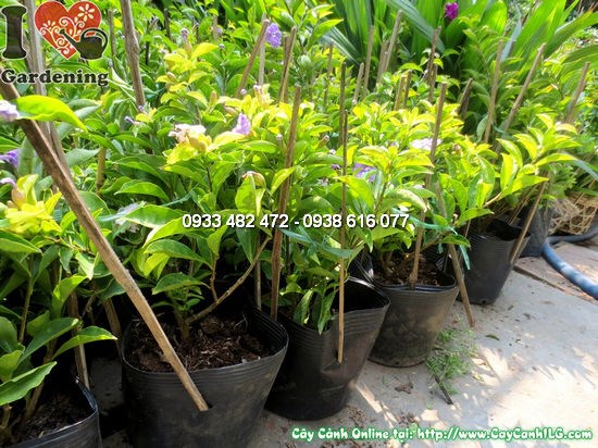 Cây Lài Hai Màu (Cao 30cm – Ms: 12662)