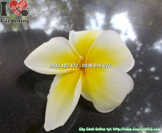 Cây Sứ Cùi (Cao 3m – Ms: 12667)