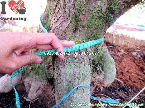 Cây La Hán Tùng Kiểng Cổ (Cao 4m – Ms:12678)