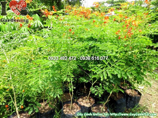 Cây Kim Phượng (Cao 1,1m – Ms: 12819)