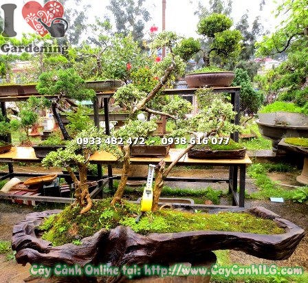 Cây Bạch Tuyết Mai Bonsai Tiểu Cảnh (Cao 60cm – Ms: 12856)