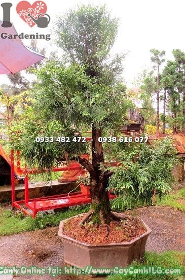Cây Bách Xanh Bonsai (Cao 1m – Ms:12865)