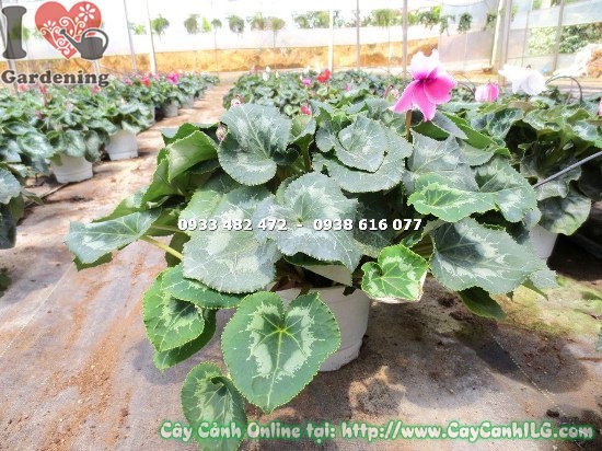 Cây Anh Thảo (Cao 20cm – Ms: 12873)